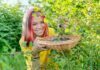 Things You Need To Know How To Grow Gooseberry Bush Gooseberry Bush