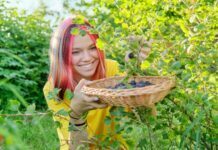 Things You Need To Know How To Grow Gooseberry Bush Gooseberry Bush