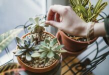 Is There Nothing Succulents Can’t Do? Succulents
