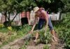 Expert Insights on Disease-Resistant Apple Trees for Your British Garden Garden