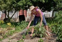 Expert Insights on Disease-Resistant Apple Trees for Your British Garden Garden