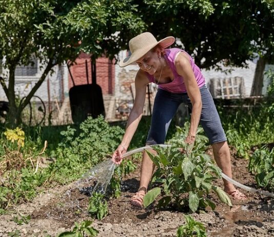 Expert Insights on Disease-Resistant Apple Trees for Your British Garden Garden