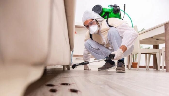 pest control pest control