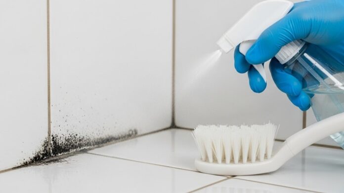 Treat Mould in Bathrooms and Kitchens Treat Mould in Bathrooms and Kitchens