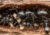 Should Homeowners in Redmond Worry About Carpenter ants? Carpenter ants