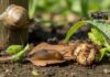 Outdoor Pests That Hinsdale, IL Homeowners Should Watch Out for This Spring Outdoor Pests